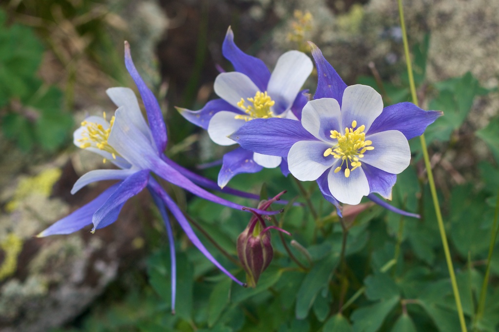 Blue Columbine